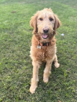 Rescue Golden Retriever and Poodle Dogs for Adoption in Torrance, California - Toast | PetCurious