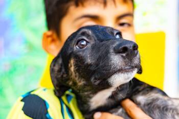 Rescue Whippet and Greyhound Dogs for Adoption in New York, New York - Doushka | PetCurious