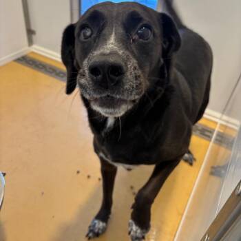 Emma -  Mixed Breed Dog for Adoption in Greenville, South Carolina - Emma | PetCurious