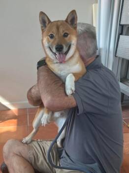Shiba Inu Dogs Available for Adoption - King Clark | PetCurious