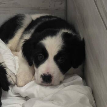 Beetlejuice -  Mixed Breed Dog for Adoption in Muncie, Indiana - Beetlejuice | PetCurious