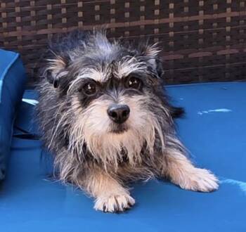 Zuma -  Schnauzer Dog for Adoption in Thomasville, North Carolina - Zuma | PetCurious