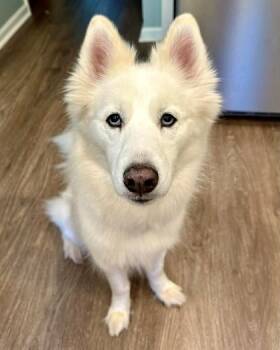 Siberian Husky Dogs Available for Adoption in Malvern, Pennsylvania - Athena | PetCurious