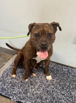 Fantasma -  Pit Bull Terrier Dog Available for Adoption in Gautier, Mississippi - Fantasma | PetCurious