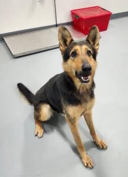 German Shepherd Dog Dogs Available for Adoption - Angel | PetCurious