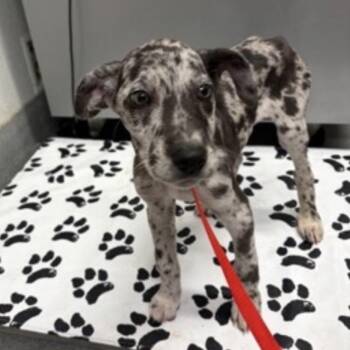 FWT Maribel -  Australian Cattle Dog Blue Heeler and Great Dane Dog for Adoption in Midland, Texas - FWT Maribel | PetCurious