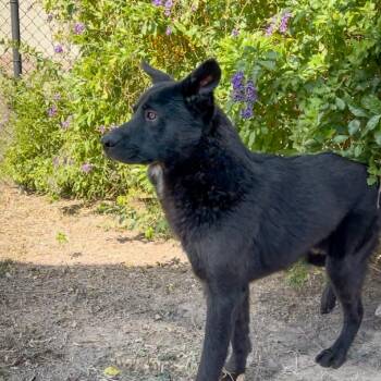 Shepherd Dogs Available for Adoption in Edinburg, Texas - Phoenix | PetCurious
