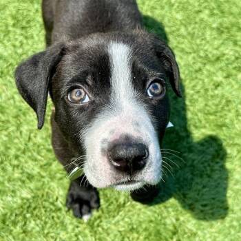 Budweiser -  Pit Bull Terrier Dog for Adoption in Matteson, Illinois - Budweiser | PetCurious