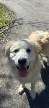Great Pyrenees Dogs Available for Adoption in Warren, Ohio - Thor | PetCurious
