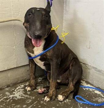 Bull Terrier and Pit Bull Terrier Dogs Available for Adoption in Camarillo, California - CHIP | PetCurious
