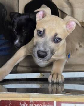 ANDREA -  Pit Bull Terrier Dog for Adoption in Broomfield, Colorado - ANDREA | PetCurious