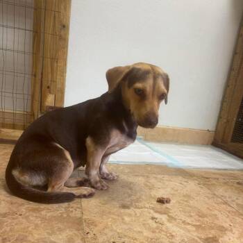 Daiquiri -  Mixed Breed Dog for Adoption in Frederiksted, St. Croix - Daiquiri | PetCurious