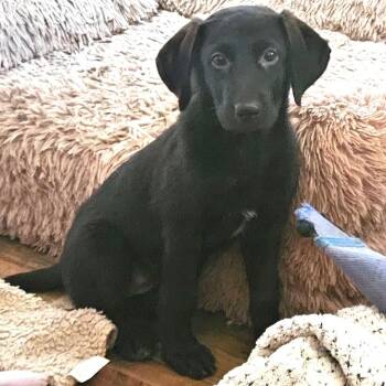 Kodiak -  Black Labrador Retriever Dog for Adoption in Andover, Massachusetts - Kodiak | PetCurious