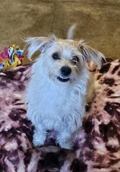 Dachshund and Poodle Dogs Available for Adoption in Agoura Hills, California - GOOFY | PetCurious