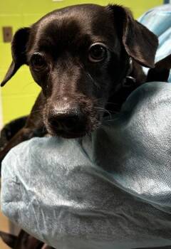 Chihuahua and Mixed Breed Dogs Available for Adoption - Loki | PetCurious