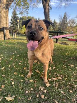 Rescue Shepherd Dogs for Adoption in Woodstock, Ontario - Jinx | PetCurious