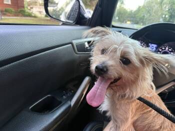 Kobe FH -  Shih Tzu and Terrier Dog for Adoption in Sanford, Florida - Kobe FH | PetCurious