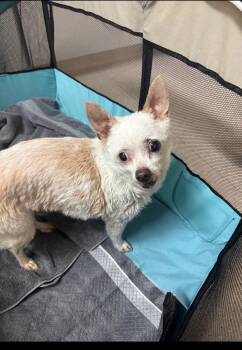 Wire Fox Terrier and Chihuahua Dogs Available for Adoption in Rio Linda, California - Chet Aka Miracle | PetCurious