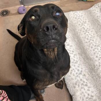 Rottweiler Dogs Available for Adoption in Reno, Nevada - Pineapple | PetCurious
