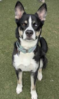 Husky Dogs Available for Adoption in Sudbury, Massachusetts - Phineas | PetCurious