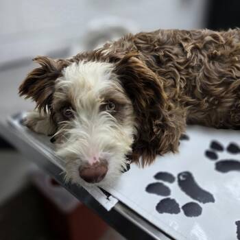 Gloss -  Australian Shepherd and Poodle Dog for Adoption in Incline Village, Nevada - Gloss | PetCurious