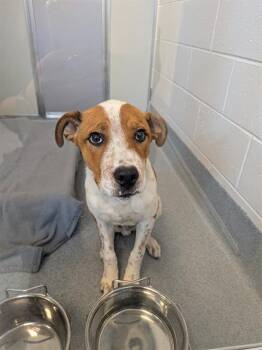 GRIZZLE -  Beagle and Pit Bull Terrier Dog for Adoption in Indianapolis, Indiana - GRIZZLE | PetCurious
