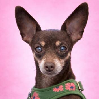 Miniature Pinscher Dogs Available for Adoption in Mankato, Minnesota - Penny Jo | PetCurious