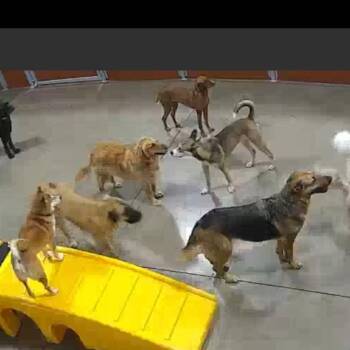 Mixed Breed Dogs Available for Adoption - Howie- Foster- Camp Bow Wow | PetCurious