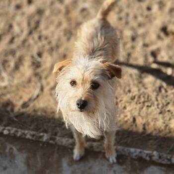 Mary (sister to Jane) -  Wirehaired Terrier and Mixed Breed Dog for Adoption in Otisfield, Maine - Mary (sister To Jane) | PetCurious