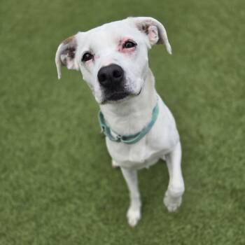 Boxer and Pit Bull Terrier Dogs Available for Adoption in Charlottesville, Virginia - Nina | PetCurious