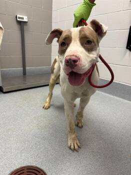NINO -  Pit Bull Terrier Dog for Adoption in Indianapolis, Indiana - NINO | PetCurious