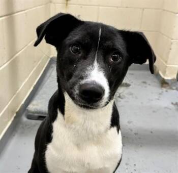 BALOO -  Pit Bull Terrier and Mixed Breed Dog for Adoption in Anchorage, Alaska - BALOO | PetCurious