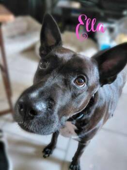 Australian Cattle Dog Blue Heeler and American Staffordshire Terrier Dogs Available for Adoption in Liverpool, Texas - Ella | PetCurious