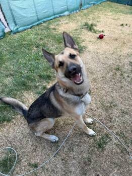 German Shepherd Dog Dogs Available for Adoption in Glocester, Rhode Island - Pauly | PetCurious