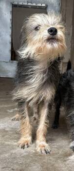 Muneco -  Terrier Dog for Adoption in Blue Springs, Missouri - Muneco | PetCurious