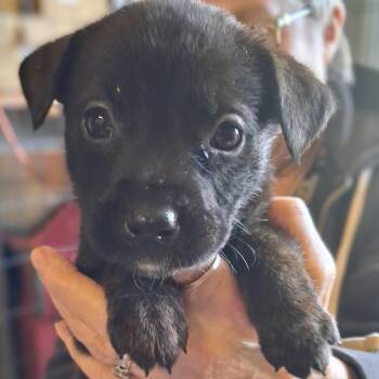 Shepherd and Mixed Breed Dogs Available for Adoption in Oakville, Washington - Bread | PetCurious