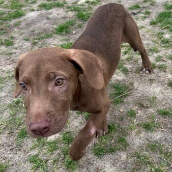 Bulldog Dogs Available for Adoption - Graham | PetCurious