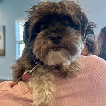 Mixed Breed Dogs Available for Adoption in Loxahatchee Groves, Florida - Lulu 4128 | PetCurious