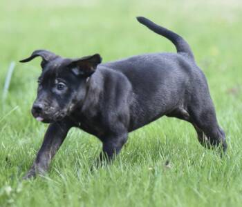 Pit Bull Terrier Dogs Available for Adoption in Mechanicsburg, Pennsylvania - Penn | PetCurious