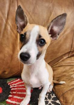Rescue Jack Russell Terrier Dogs for Adoption in Lafayette, California - Boy | PetCurious