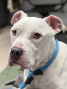Rescue Pit Bull Terrier Dogs for Adoption in Philadelphia, Pennsylvania - Mojo | PetCurious