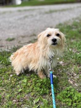 Terrier Dogs Available for Adoption in Valley Park, Oklahoma - Ron | PetCurious
