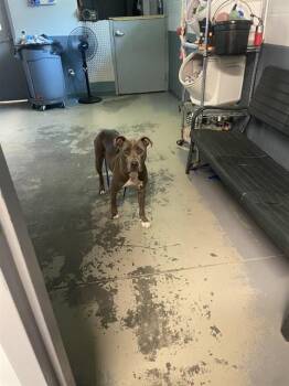 BUDDY -  American Staffordshire Terrier and Mixed Breed Dog for Adoption in Tallahassee, Florida - BUDDY | PetCurious