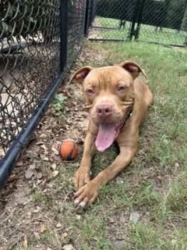 Hansel -  Mixed Breed Dog for Adoption in Chamblee, Georgia - Hansel | PetCurious