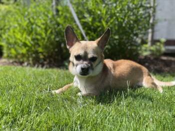 Cardigan Welsh Corgi and Chihuahua Dogs Available for Adoption in Portland, Oregon - Maxy | PetCurious