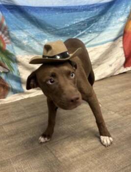 Ivy - 1 -  Labrador Retriever and Mixed Breed Dog for Adoption in Daytona Beach, Florida - Ivy - 1 | PetCurious