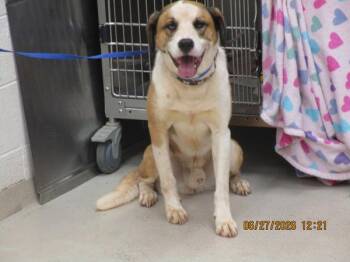 Kai(825) -  Shepherd Dog for Adoption in Marietta, Georgia - Kai(825) | PetCurious