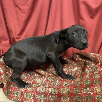 LATTE -  Pit Bull Terrier and Mixed Breed Dog for Adoption in Modesto, California - LATTE | PetCurious
