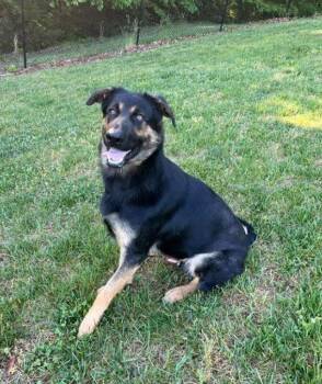 German Shepherd Dog Dogs Available for Adoption in Mocksville, North Carolina - Ziggy | PetCurious