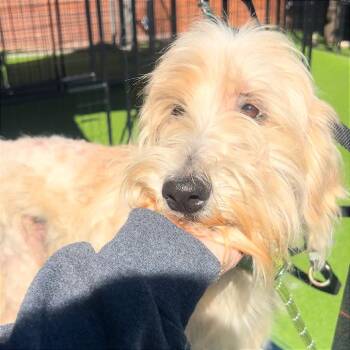 Standard Poodle and Labrador Retriever Dogs Available for Adoption - Mula | PetCurious